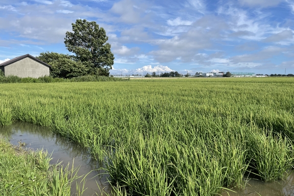 田んぼ（7月）