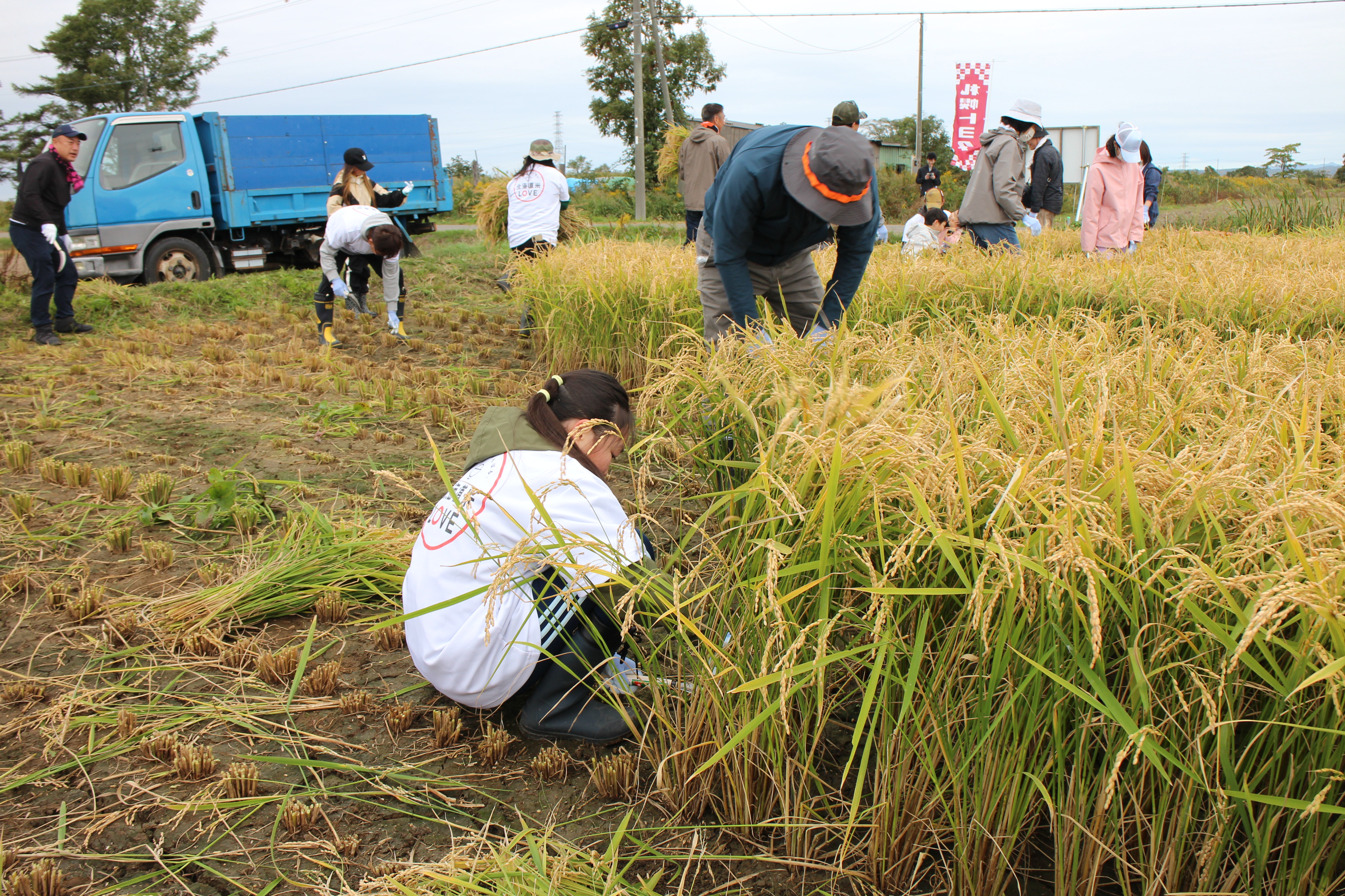 田植え