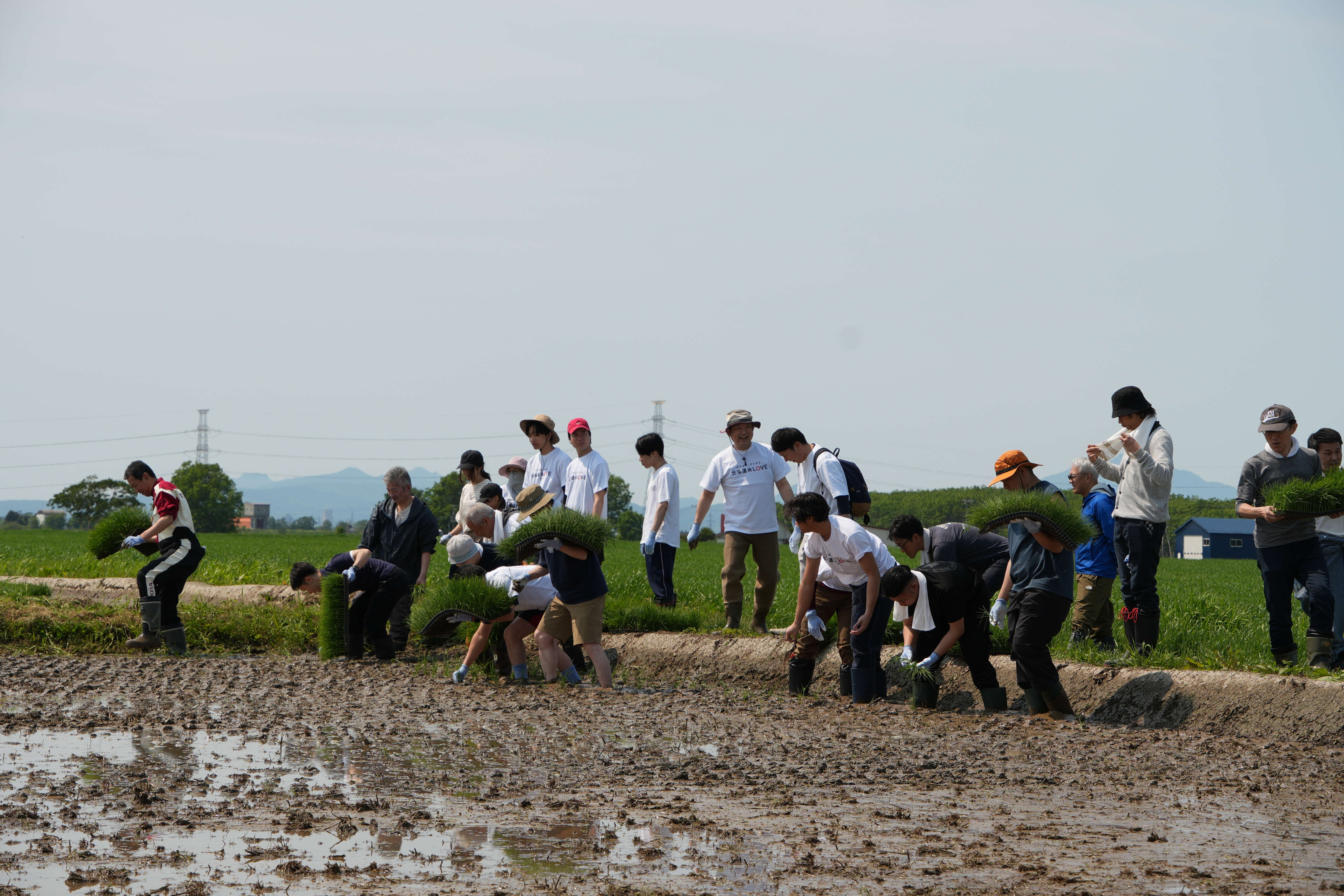田植え