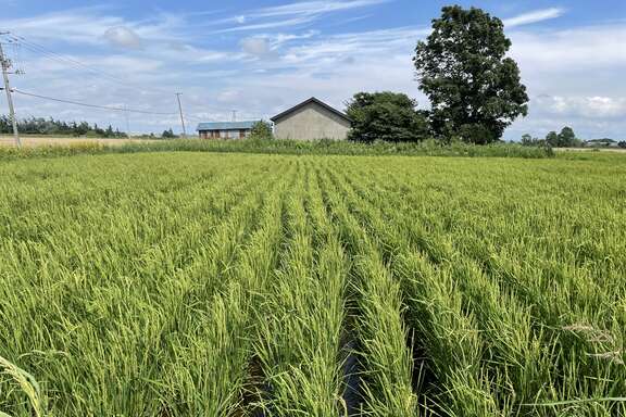 2025年7月末日生育状況