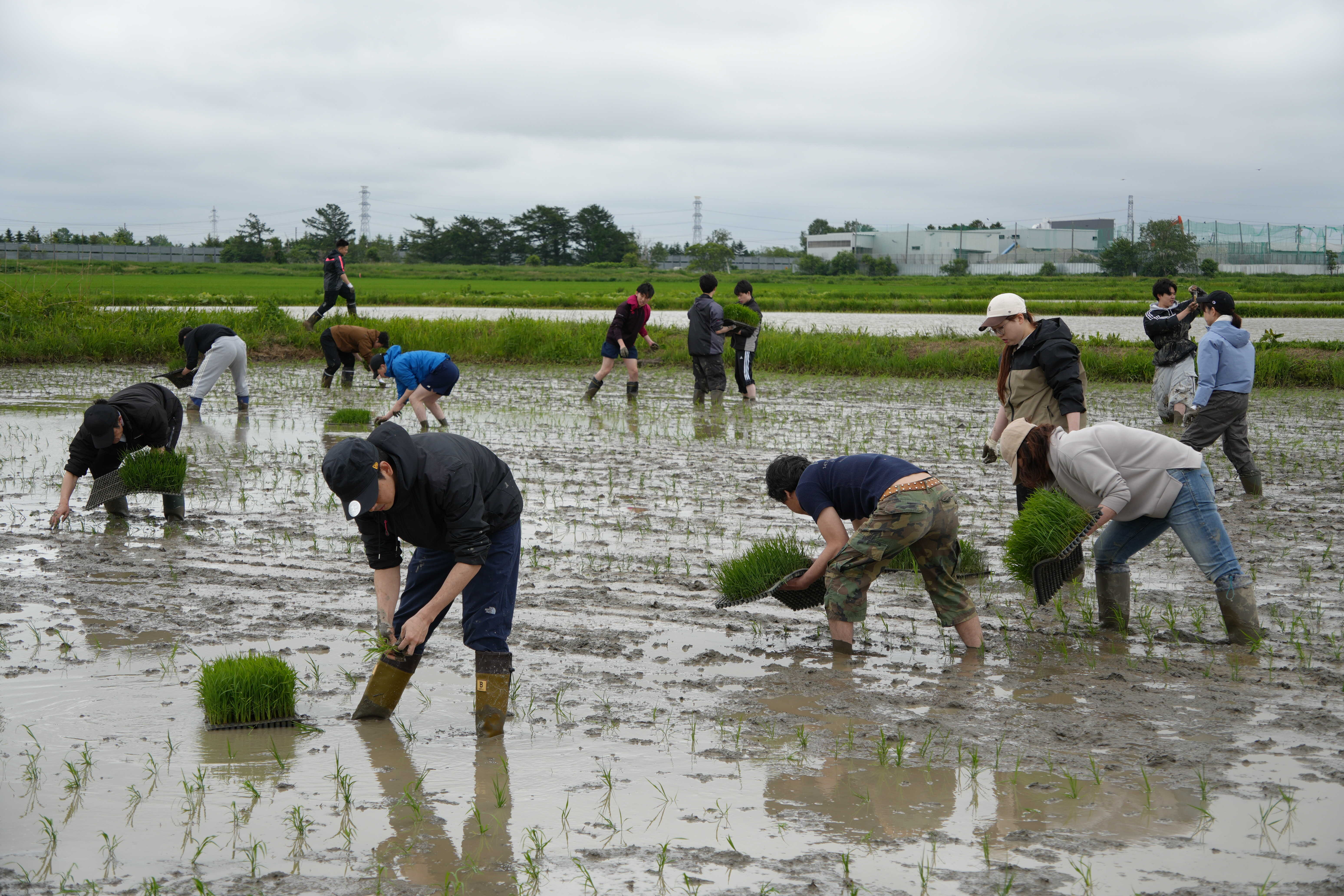 田植え2026