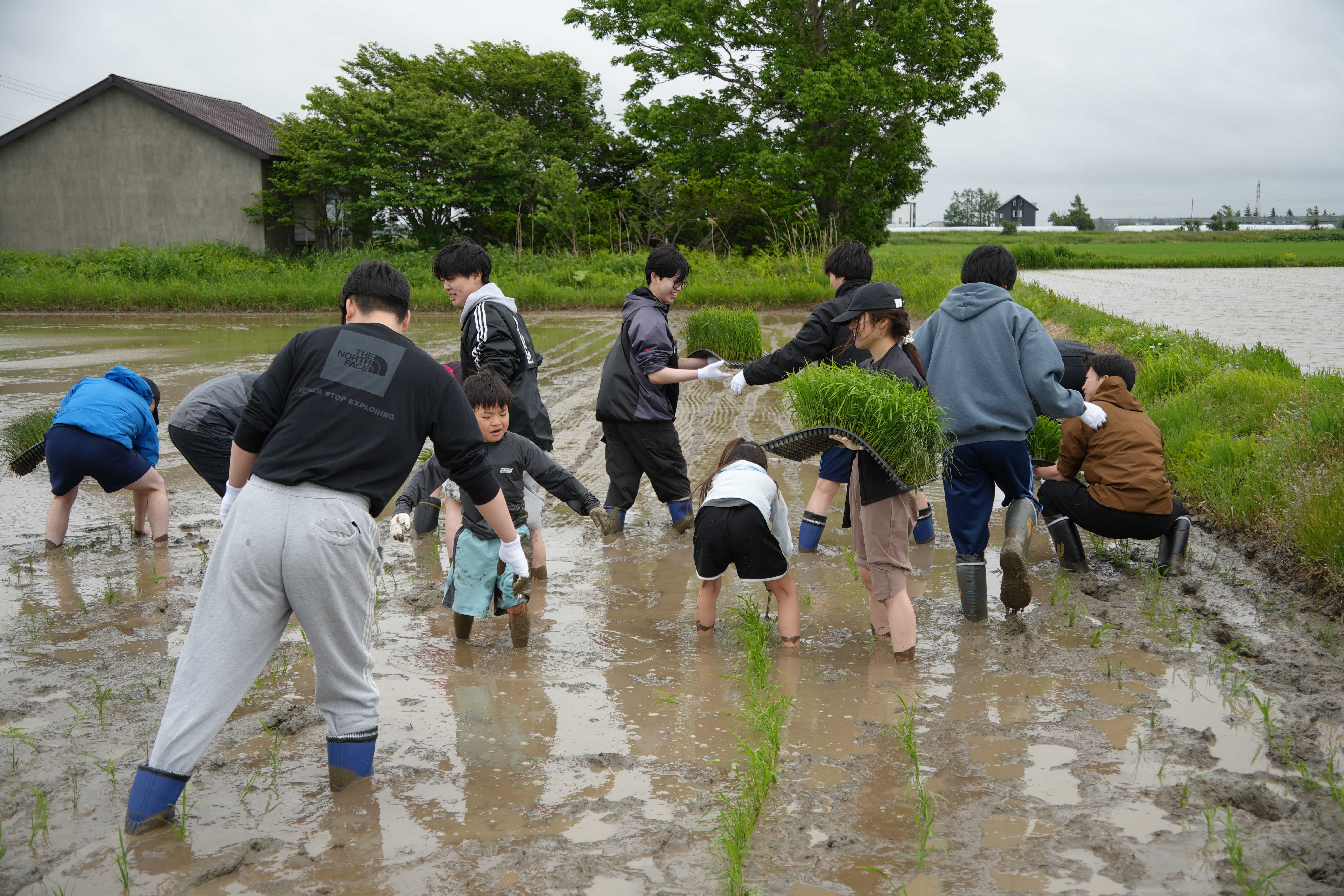 田植え2026